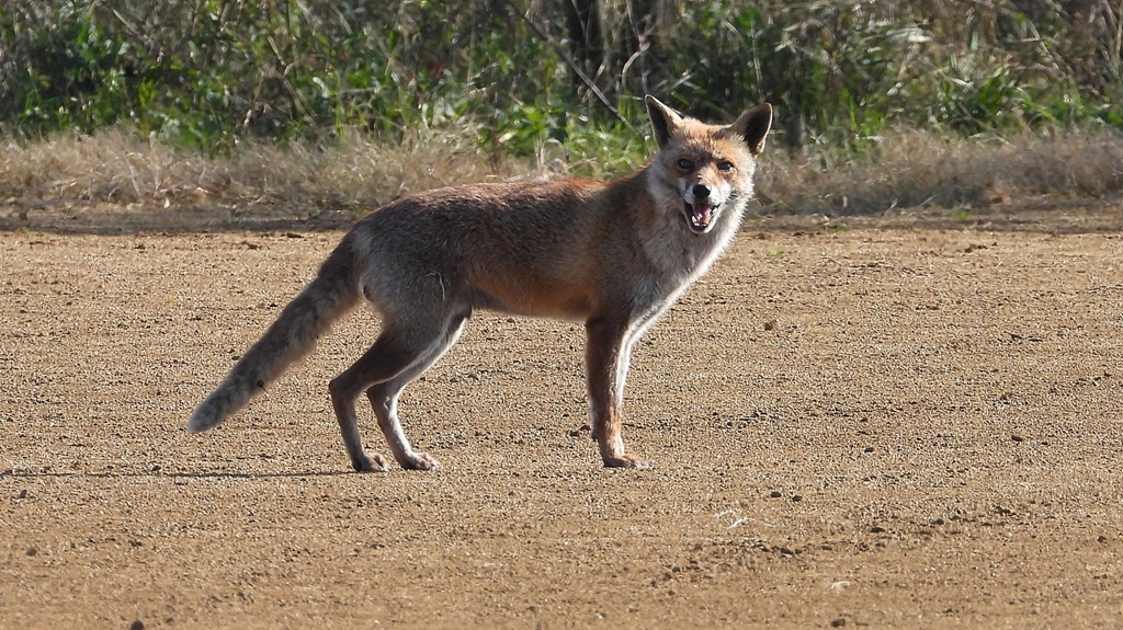 DSCN6725：キツネ