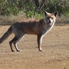 DSCN6725：キツネ