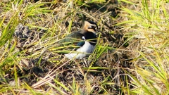 P2390397：タゲリ