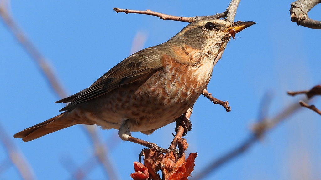 DSCN8814：ハチジョウツグミ