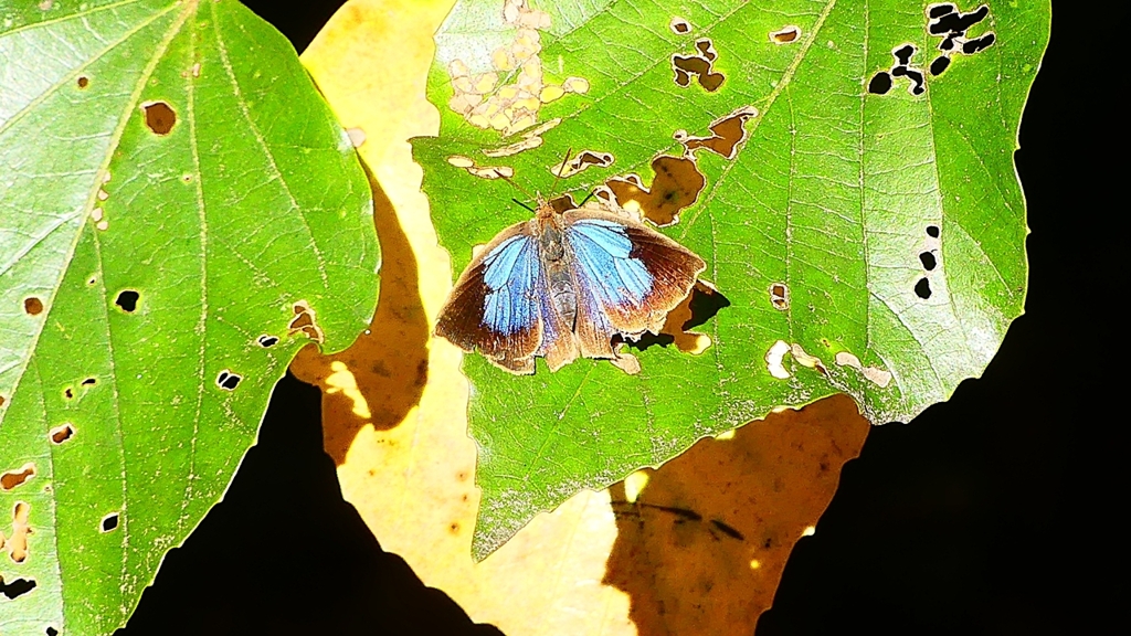 P2400492：ムラサキシジミ