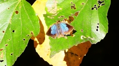 P2400492：ムラサキシジミ