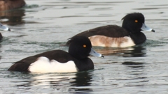 DSCN7152：キンクロハジロ（オス）