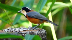 P2360313：ヤマガラ