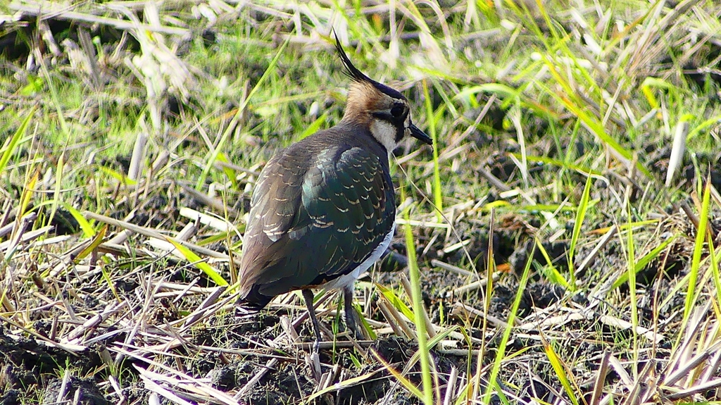 P2340843：タゲリ