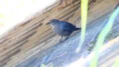 P2270334：イソヒヨドリ（メス）