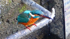 P2410414：カワセミ（オス）