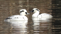 DSCN3210：ミコアイサ（オス）