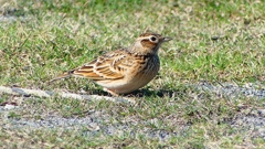 P2320649：ヒバリ