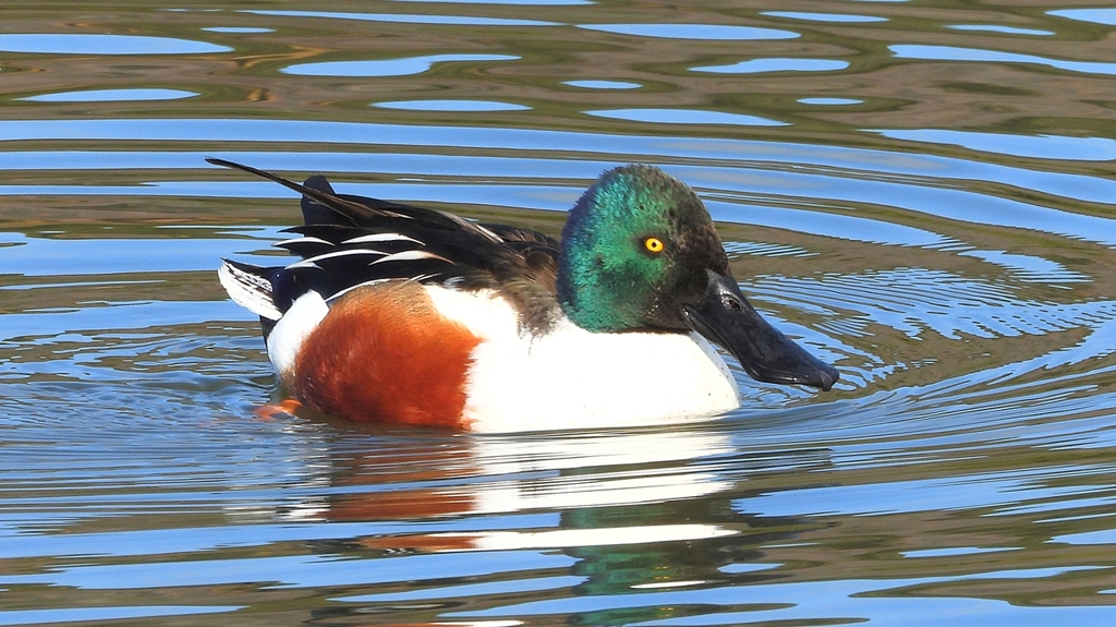 DSCN6034：ハシビロガモ