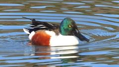 DSCN6034：ハシビロガモ