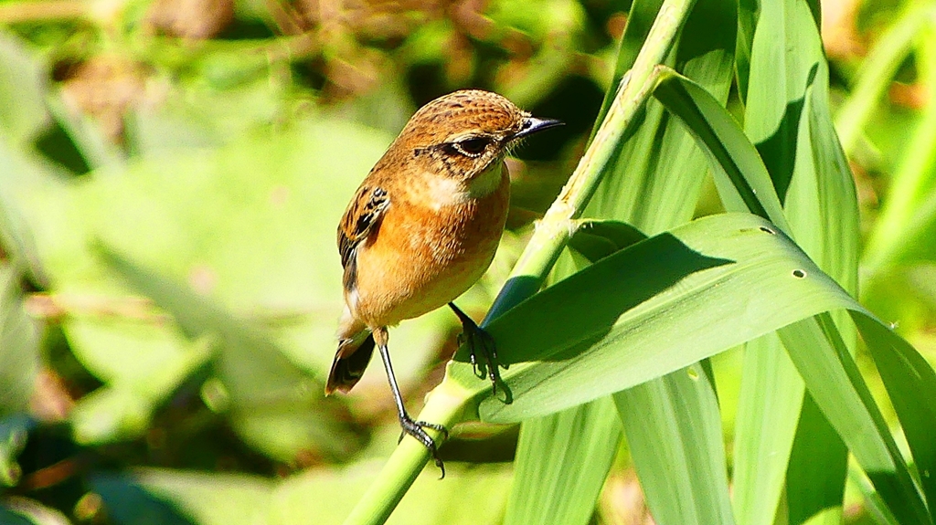 P2300353：ノビタキ