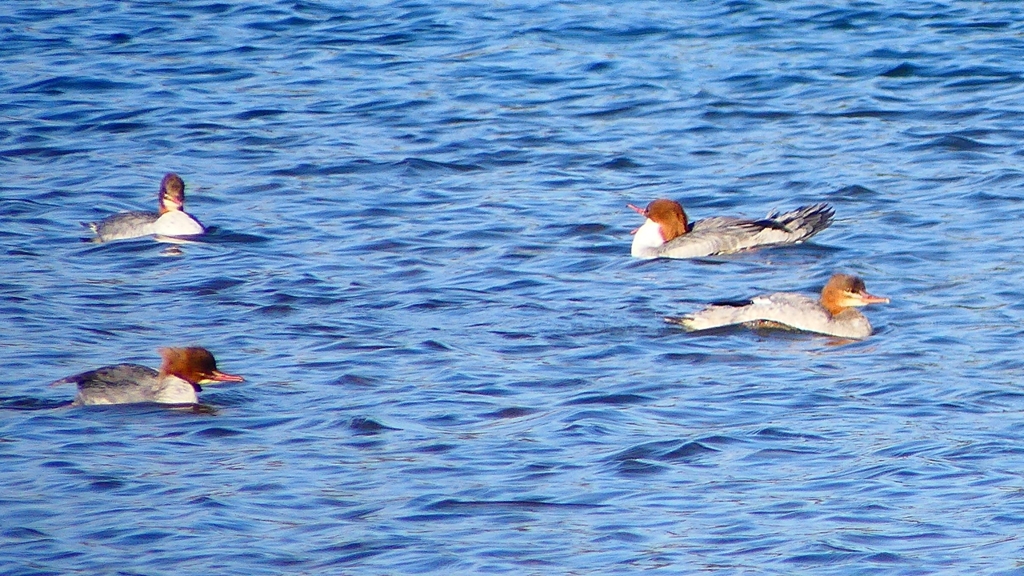 P2380781：カワアイサ