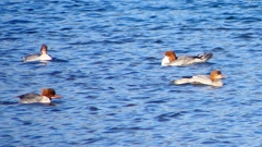 P2380781：カワアイサ