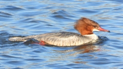 DSCN3311：カワアイサ（メス）