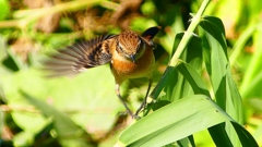 P2300332：ノビタキ