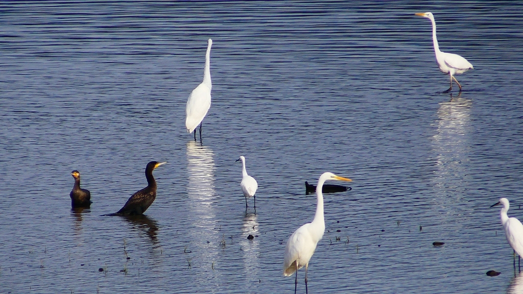 P2360801：カワウ他