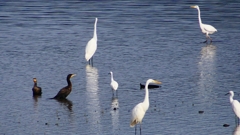 P2360801：カワウ他