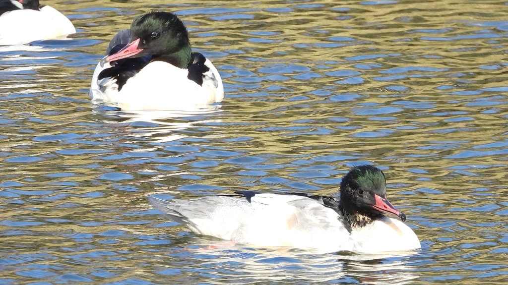 DSCN1980：カワアイサ（オス）