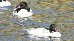 DSCN1980：カワアイサ（オス）