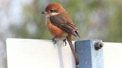 DSCN7447：モズ（メス）