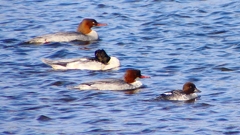 P2390023カワアイサ、ホオジロガモ