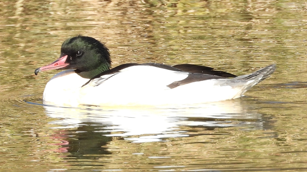 DSCN1920：カワアイサ（オス）