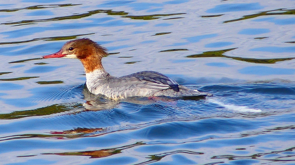 P2390189：カワアイサ（メス）