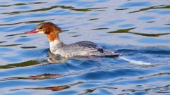 P2390189：カワアイサ（メス）