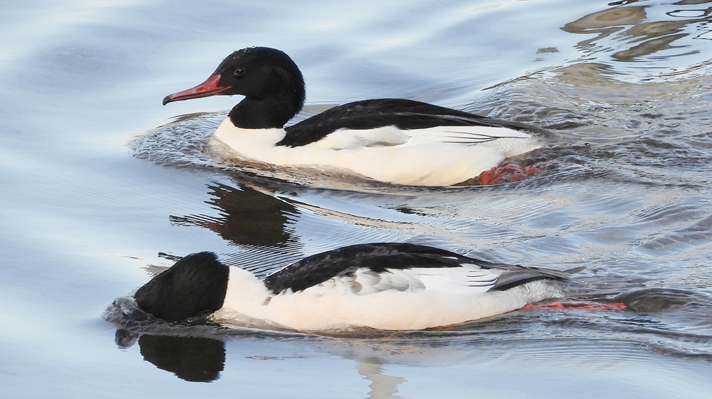 DSCN5169：カワアイサ（オス）