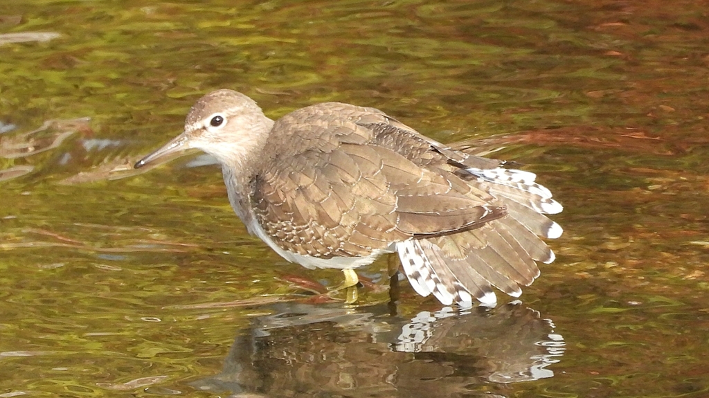 DSCN4048：イソシギ