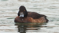 DSCN7144：キンクロハジロ（メス）