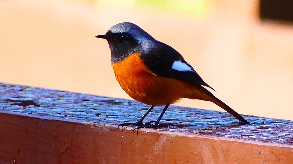 P2370642：ジョウビタキ（オス）