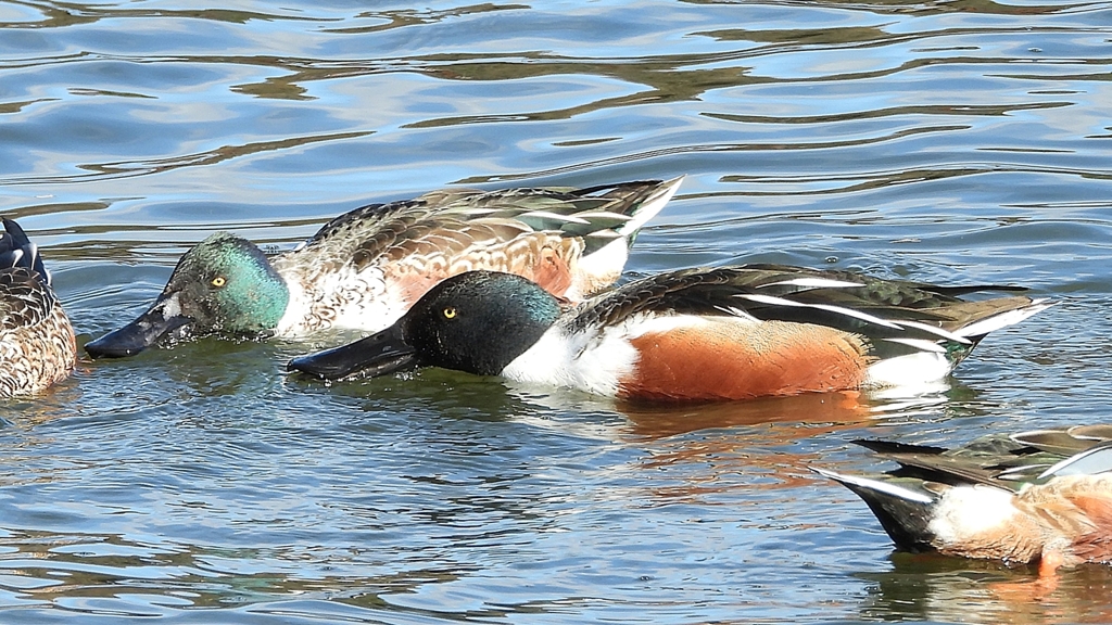 DSCN0106：ハシビロガモ