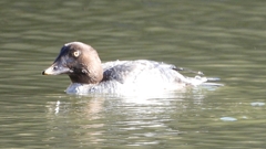 DSCN2302：ホオジロガモ（メス）