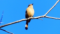 P2400435：ジョウビタキ（メス）