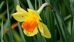 P1020422：ラッパスイセン