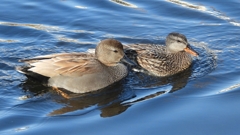 DSCN9716：オカヨシガモ