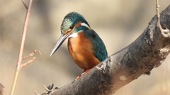 DSCN0644：カワセミ（オス）