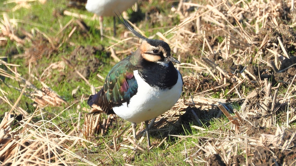 DSCN6664：タゲリ