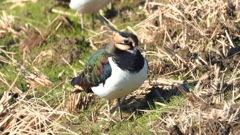 DSCN6664：タゲリ