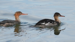 DSCN3202：ウミアイサ