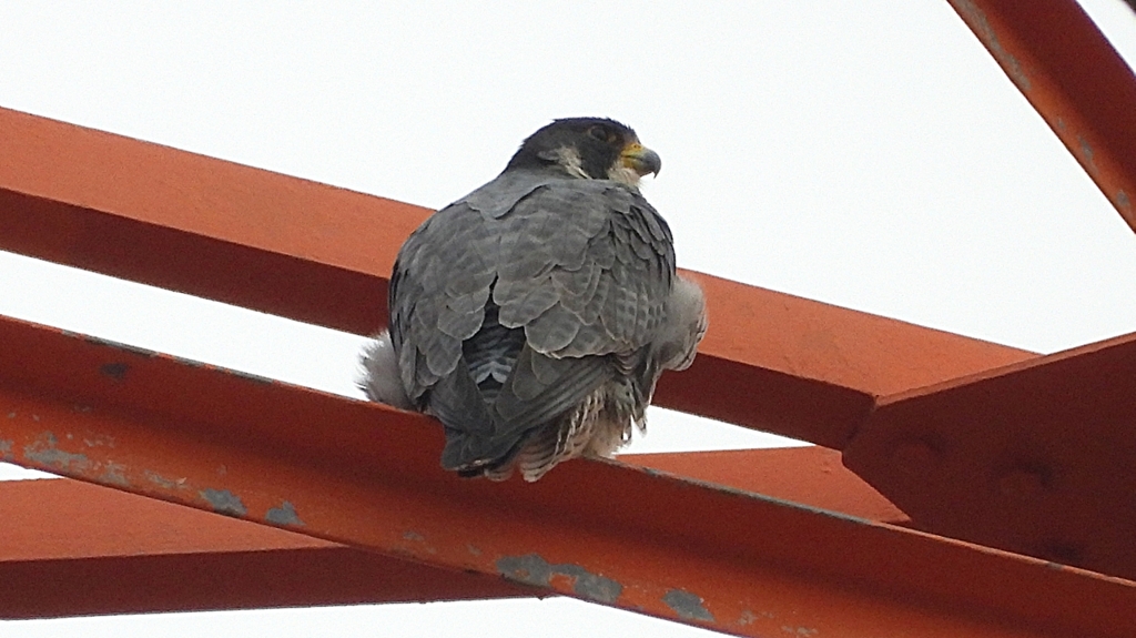 DSCN3461：ハヤブサ