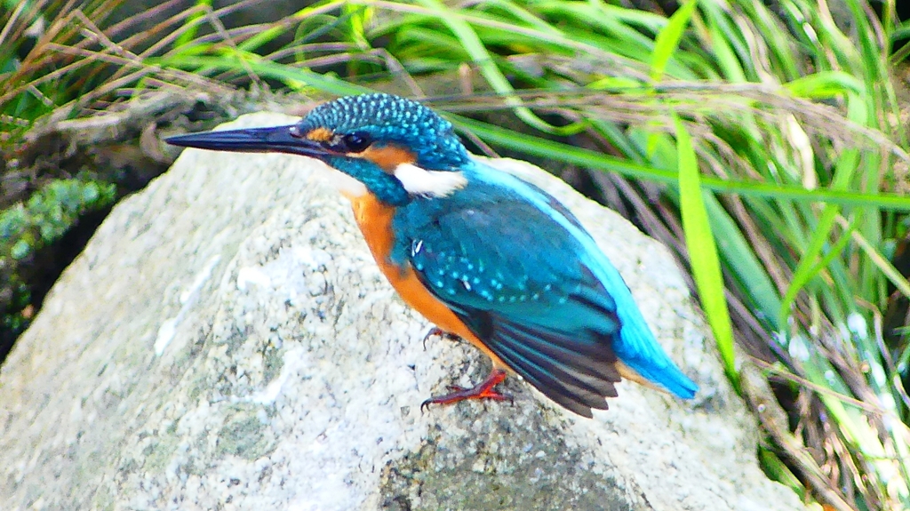 P2320825：カワセミ