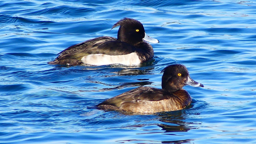 P2380457：キンクロハジロ