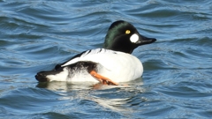 DSCN5612：ホオジロガモ（オス）