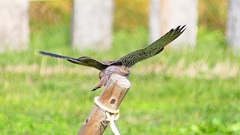 P2340514：チョウゲンボウ