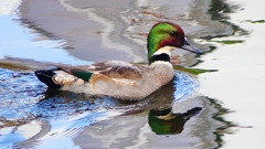 P2390666：ヨシガモ（オス）