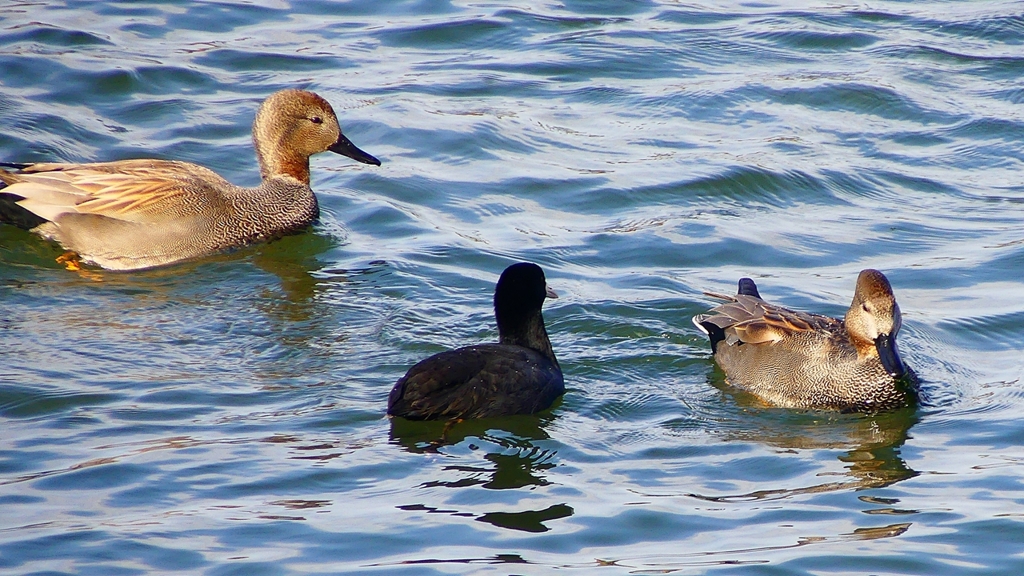 P2410556：オカヨシガモ、オオバン