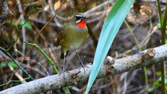 P2310142：ノゴマ（オス